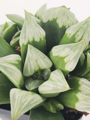 Gorgeous Byakuya Midnight Star Haworthia Plant (aloe-like) - Image 3