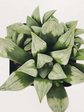 Gorgeous Byakuya Midnight Star Haworthia Plant (aloe-like) - Image 4