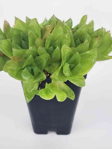 Unusual Cymbiformis Jade Transparent Haworthia Plant (aloe-like)