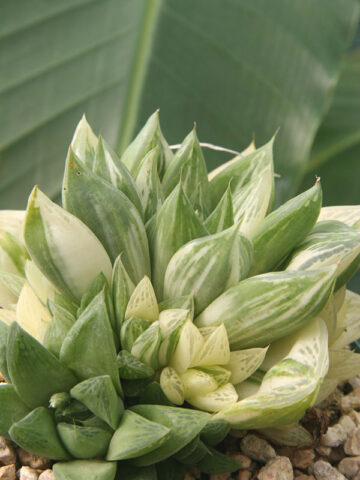 Rare Cymbiformis #2 Variegated Transparent Haworthia Plant (aloe-like) - Image 2