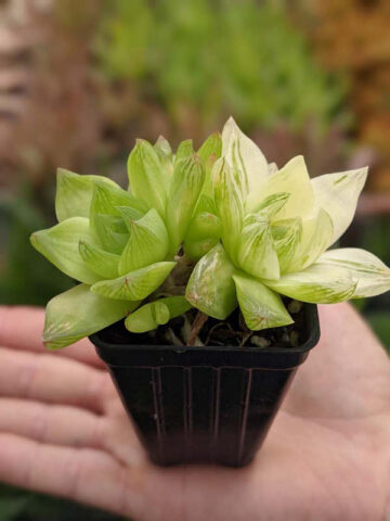Rare Cymbiformis #2 Variegated Transparent Haworthia Plant (aloe-like) - Image 5