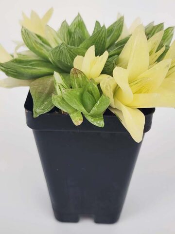 Rare Cymbiformis #2 Variegated Transparent Haworthia Plant (aloe-like) - Image 5
