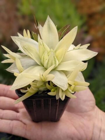 Rare Cymbiformis #2 Variegated Transparent Haworthia Plant (aloe-like) - Image 3