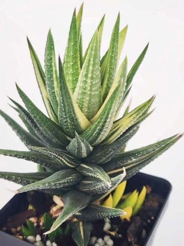 Must Have Fasciata Variegated Haworthia Plant (aloe-like) - Image 2