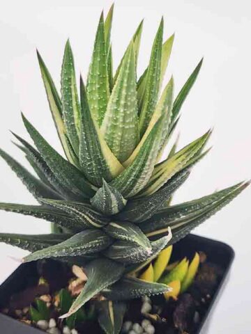 Must Have Fasciata Variegated Haworthia Plant (aloe-like)