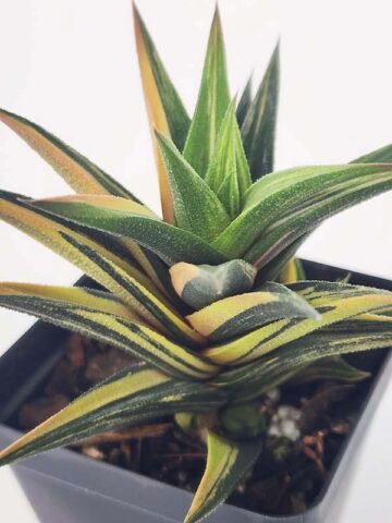 Elegant Glabrata Variegated Haworthia Plant (aloe-like) - Image 4