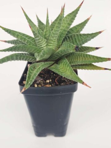 Petite Limifolia Haworthia Plant (aloe-like) - Image 2