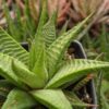 Petite Limifolia Haworthia Plant (aloe-like)