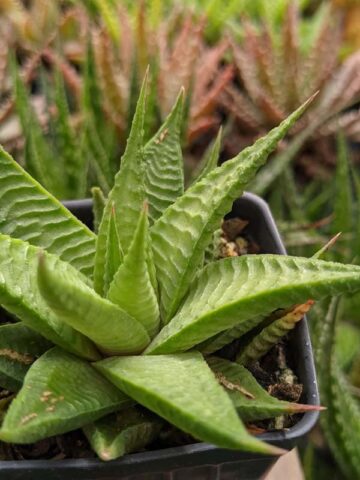 Petite Limifolia Haworthia Plant (aloe-like)