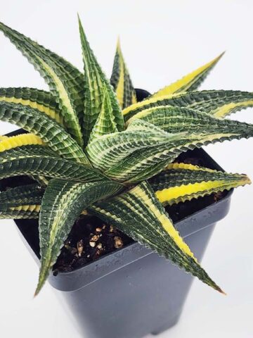 Unusual Limifolia Neo-Variegata Haworthia Plant (aloe-like)