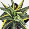 Unusual Limifolia Neo-Variegata Haworthia Plant (aloe-like)
