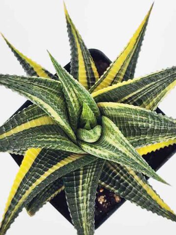 Unusual Limifolia Neo-Variegata Haworthia Plant (aloe-like)