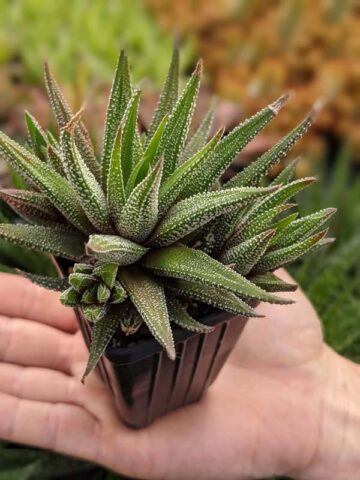 Gorgeous Limifolia Snowcap Haworthia Plant (aloe-like)