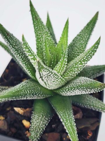 Gorgeous Limifolia Snowcap Haworthia Plant (aloe-like)