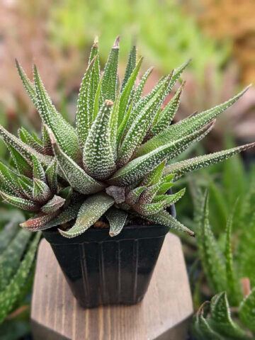 Gorgeous Limifolia Snowcap Haworthia Plant (aloe-like) - Image 3