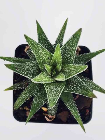 Gorgeous Limifolia Snowcap Haworthia Plant (aloe-like)