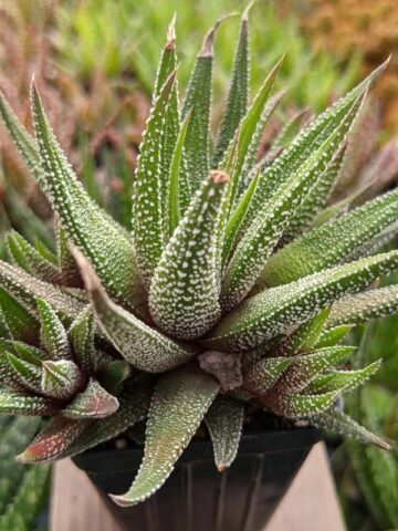 Gorgeous Limifolia Snowcap Haworthia Plant (aloe-like) - Image 4