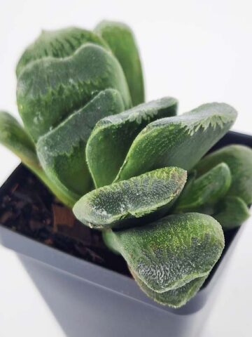 Must Have Maughanii Haworthia Plant (aloe-like) - Image 2