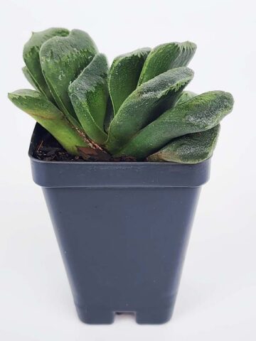 Must Have Maughanii Haworthia Plant (aloe-like) - Image 4