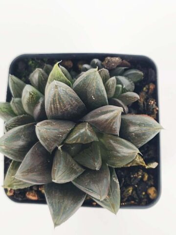 Showy Obtusa Hybrid A Dark Knight Haworthia Plant (aloe-like) - Image 2