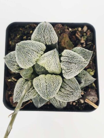 Ornamental Pygmaea Haworthia Plant (aloe-like)