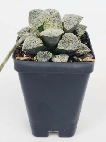 Ornamental Pygmaea Haworthia Plant (aloe-like) - Image 2