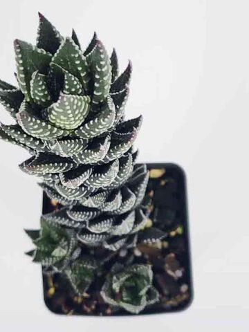 Delicate Regnadrii Conispuata Haworthia Plant (aloe-like)
