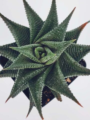 Medium Sized Resendeana Haworthia Plant (aloe-like) - Image 2