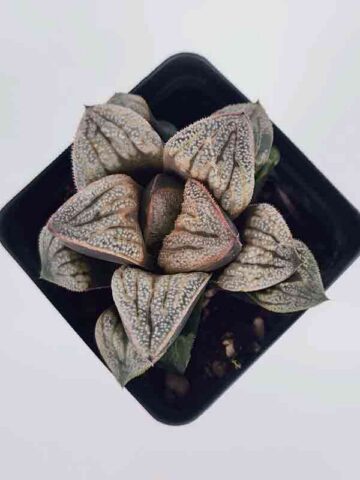 Ornamental Aries Haworthia Plant (aloe-like)