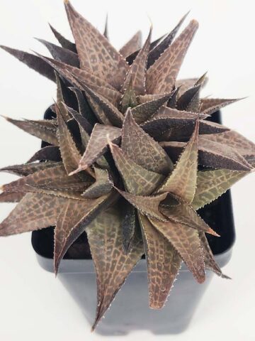 Popular Tessellata Red Giant Haworthia Plant (aloe-like) - Image 2