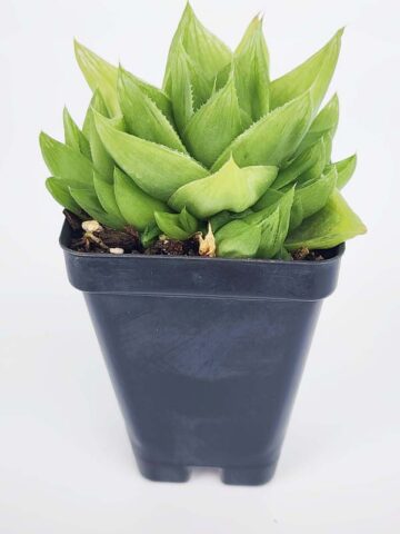 Delicate Turgida Haworthia Plant (aloe-like) - Image 3