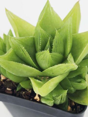 Delicate Turgida Haworthia Plant (aloe-like)