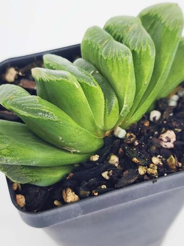 Limited Kens Lime Truncata Hybrid Haworthia Plant (aloe-like)