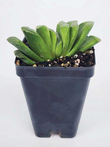 Limited Kens Lime Truncata Hybrid Haworthia Plant (aloe-like) - Image 2