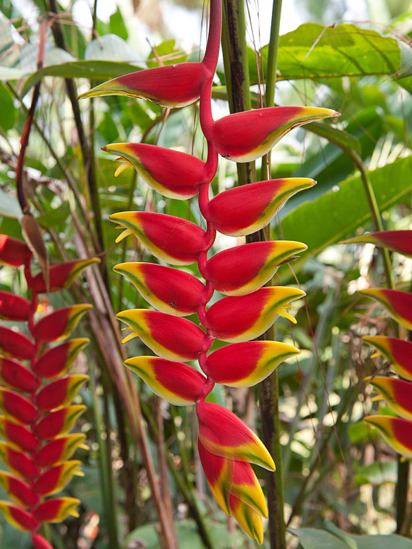 Pendant Lobster Claw Plant (heliconia rostrata) – Urban Tropicals