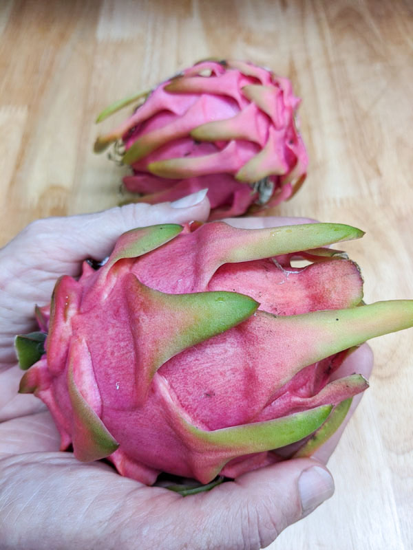 Details about   2 White Dragon Fruit Pitaya Cactus Fresh Cut Live Plant Ready To Plant No Root