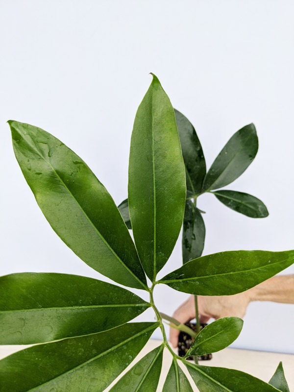 Philodendron Goeldii Hawaiian Finger Leaf Plant - Image 13