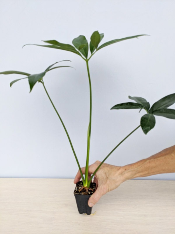 Philodendron Goeldii Hawaiian Finger Leaf Plant - Image 10