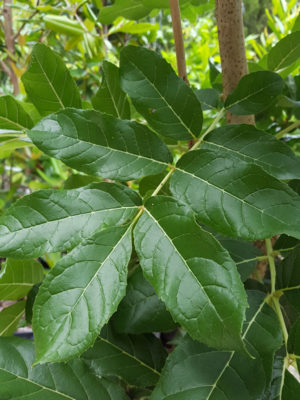 Tropical Sausage Tree (kigelia africana) – Urban Tropicals