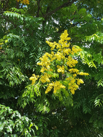 paniculata koelreuteria
