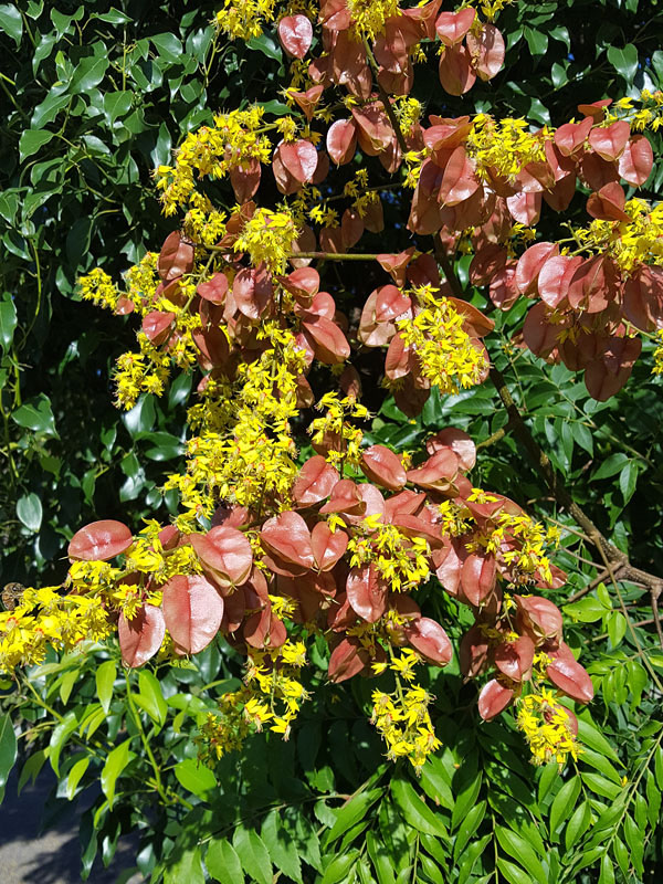 Golden Rain Tree (koelreuteria paniculata)