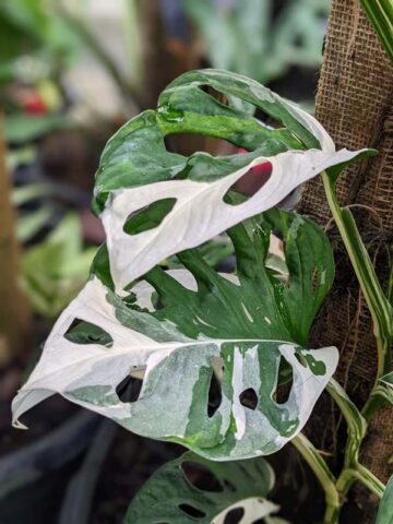 Alternative view of Monstera Adansonii Albovariegata Plant