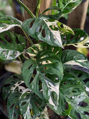 Monstera Adansonii Albovariegata Plant
