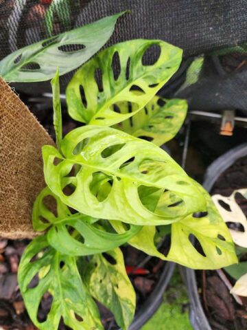 Monstera Adansonii Aurea Variegated Plant