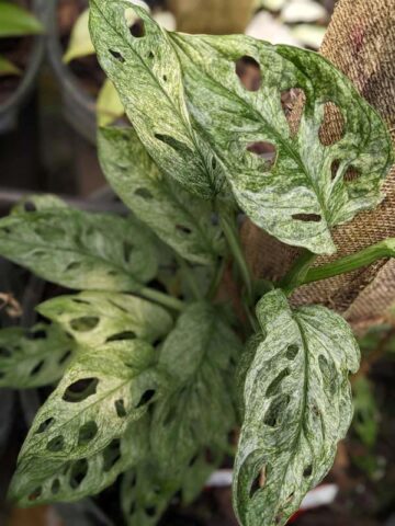 Alternative view of Monstera Adansonii European Mint Plant