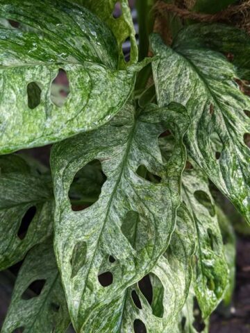 Monstera Adansonii European Mint Plant