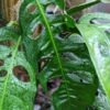 Monstera Adansonii Longifolia Ecuador Plant