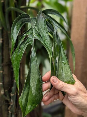 Monstera Aureopinnata Plant