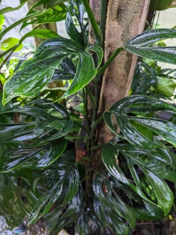 Alternative view of Monstera Aureopinnata Plant