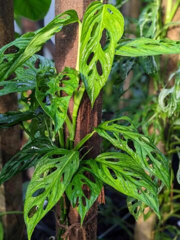 Monstera Calacali Ecuador Plant